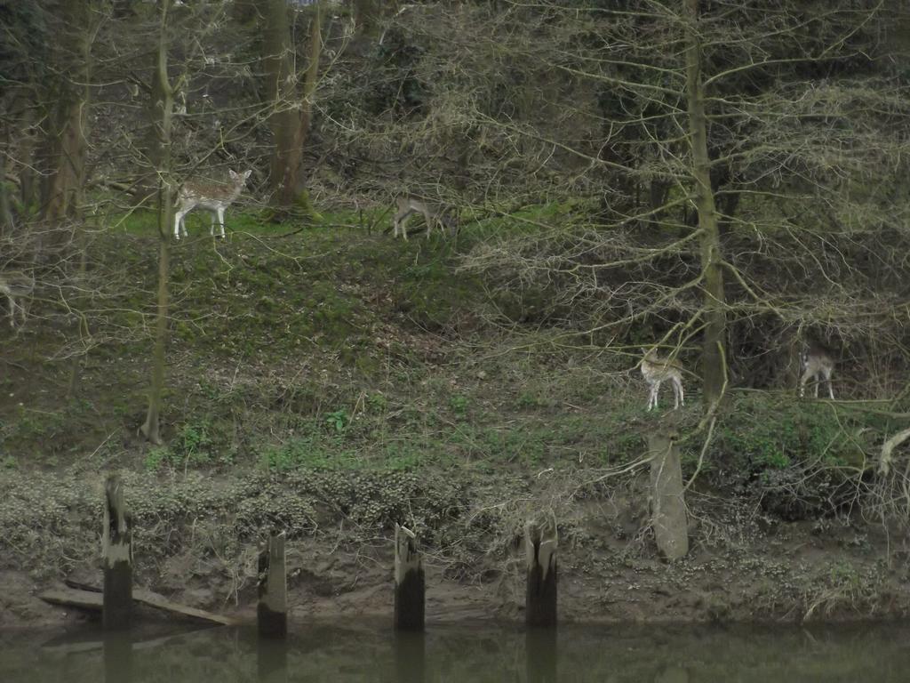 Firs Riverside B&B Ironbridge Buitenkant foto